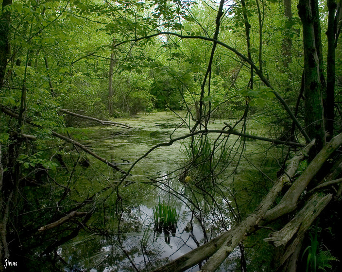 Photo de la nature : Fondation Fauna